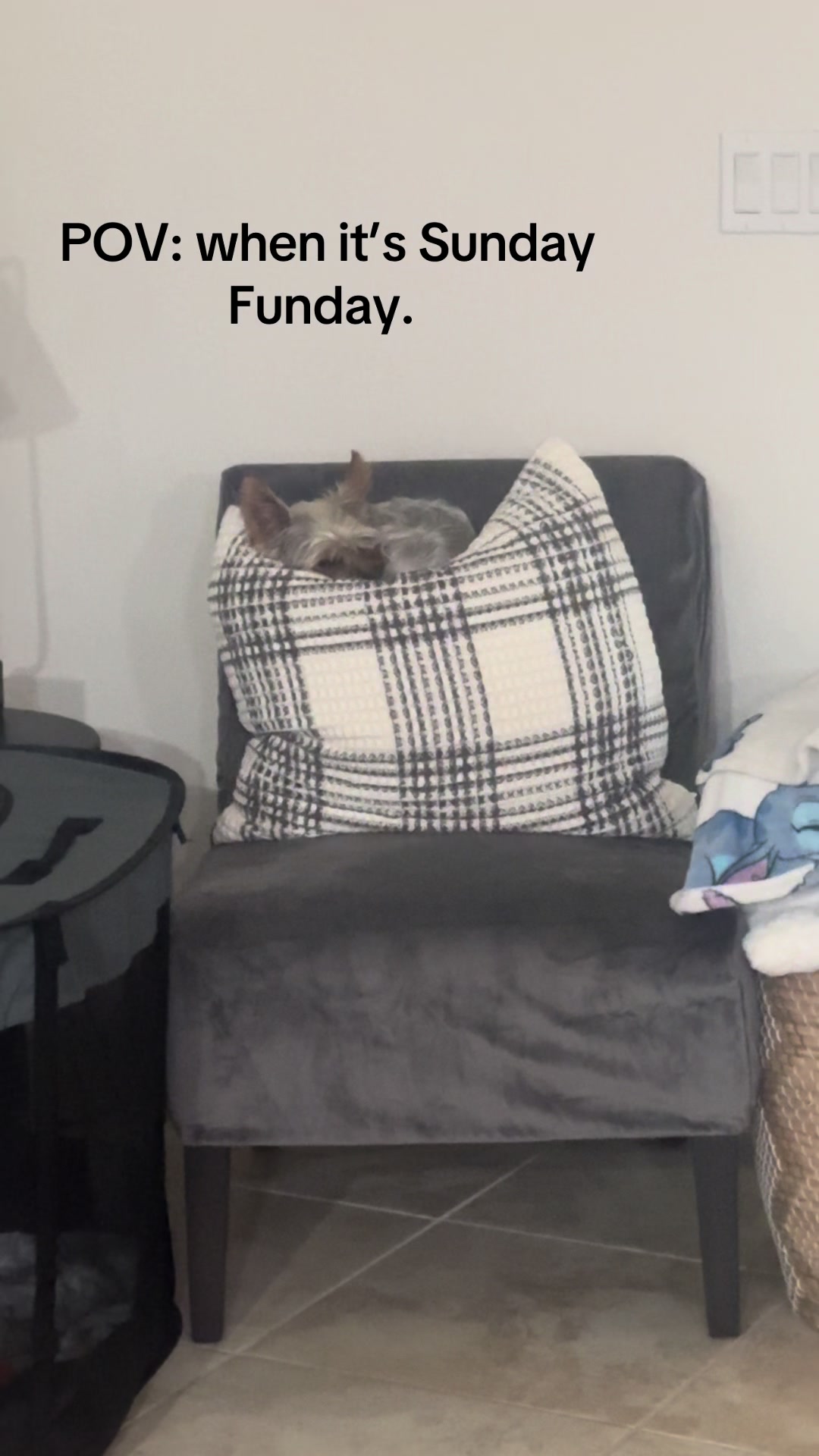@Penny the Yorkie
