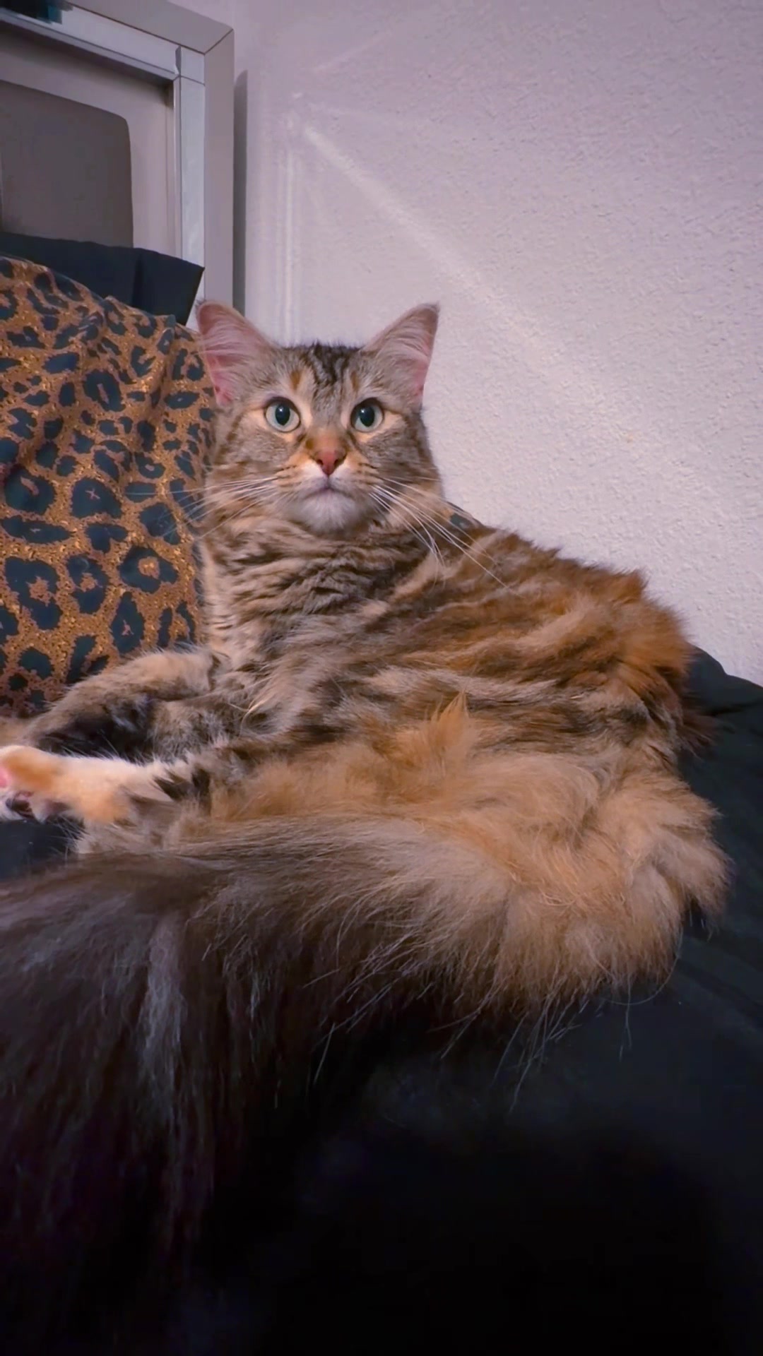 @GoofyPets4You