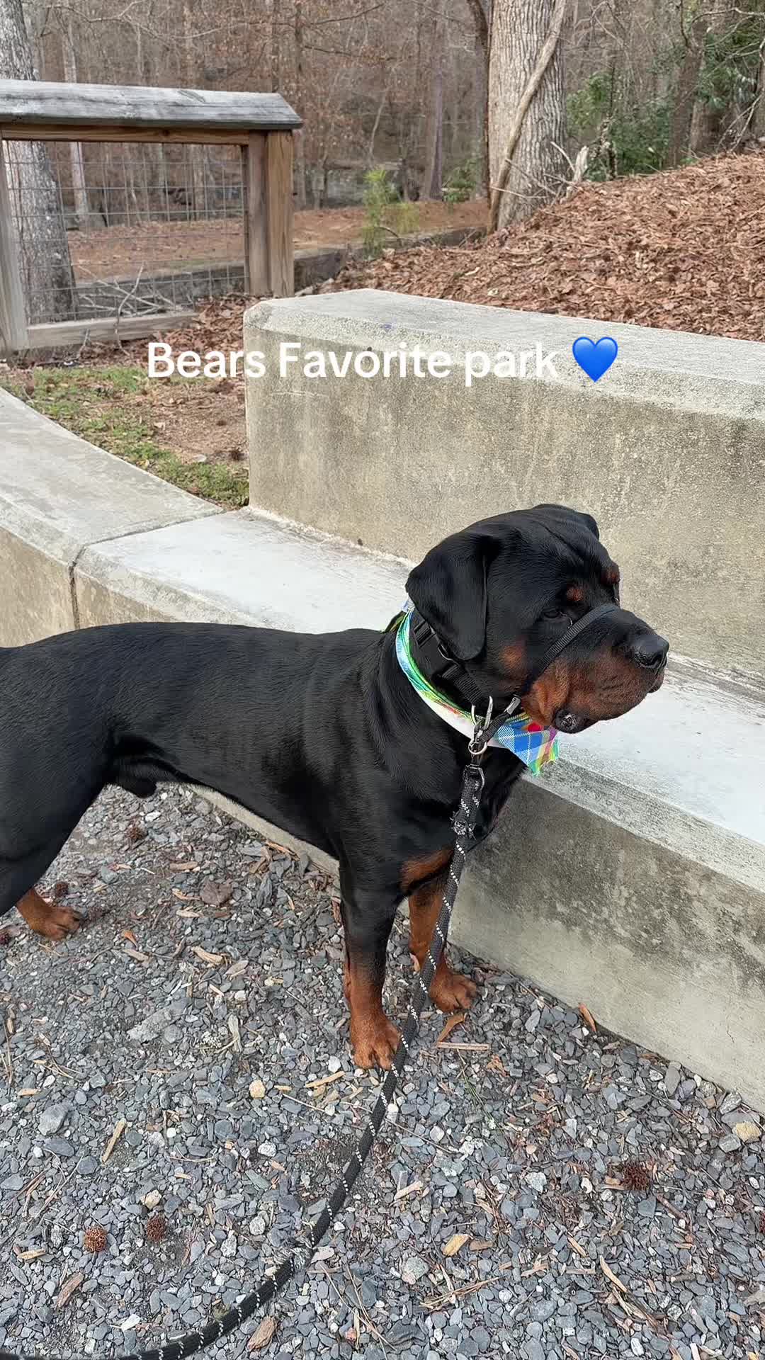 @Bear