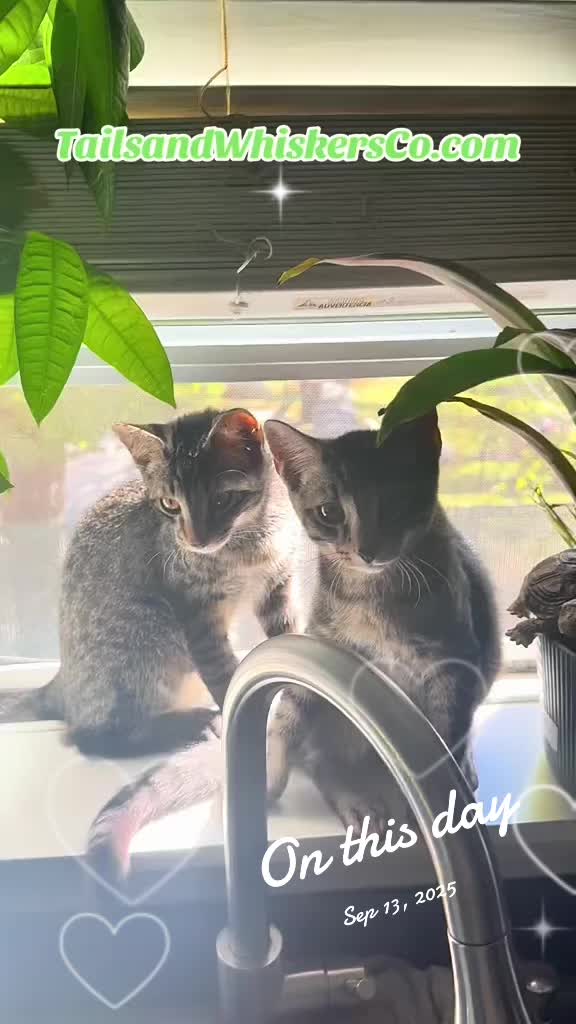 @TailsandWhiskersCo