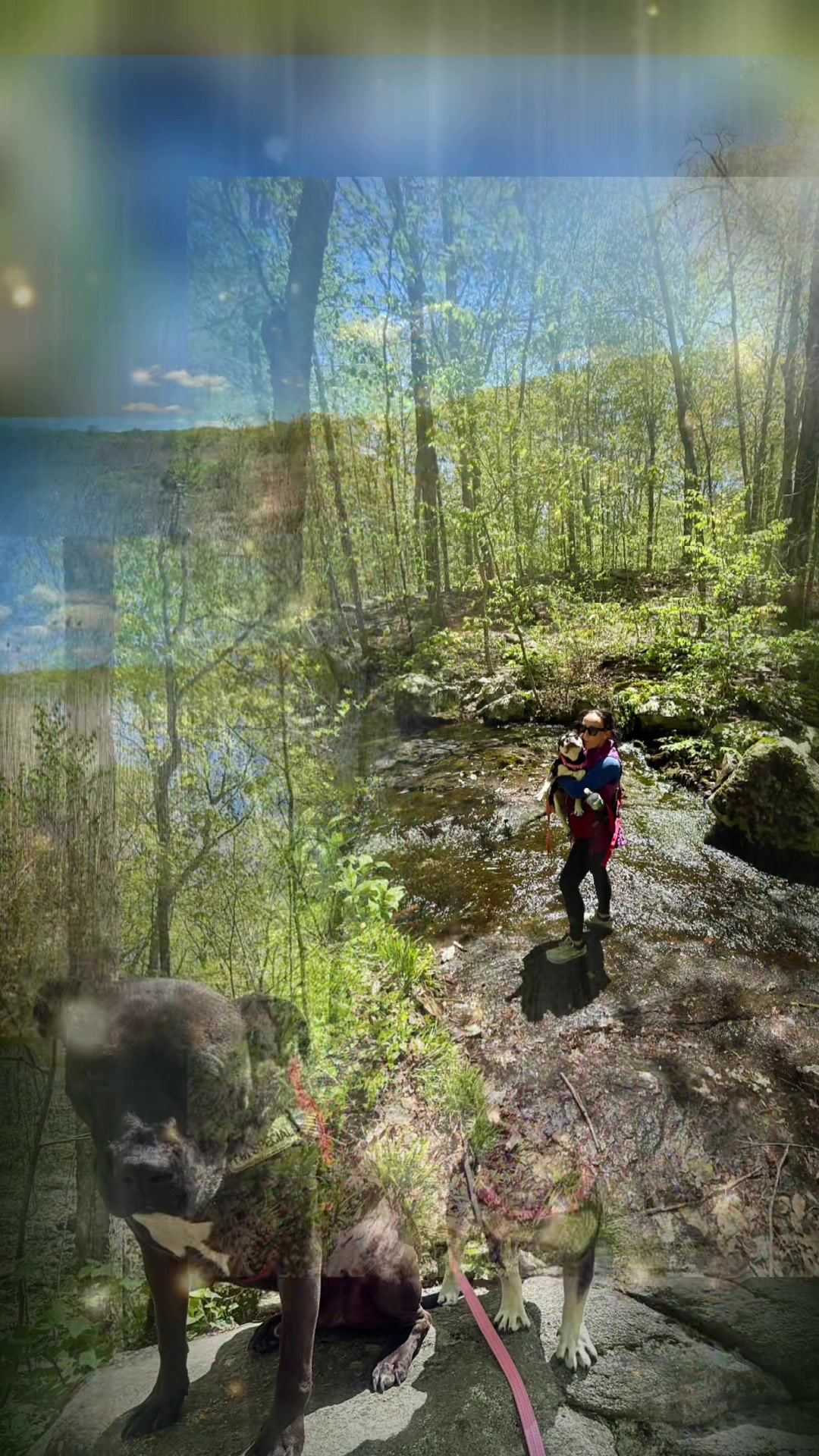 @PawsOnTrailsCT