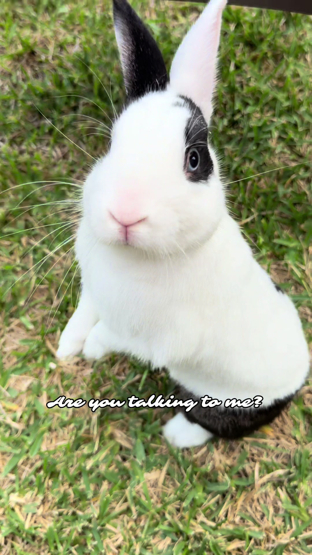 @Cookie and Twix the Bunnies