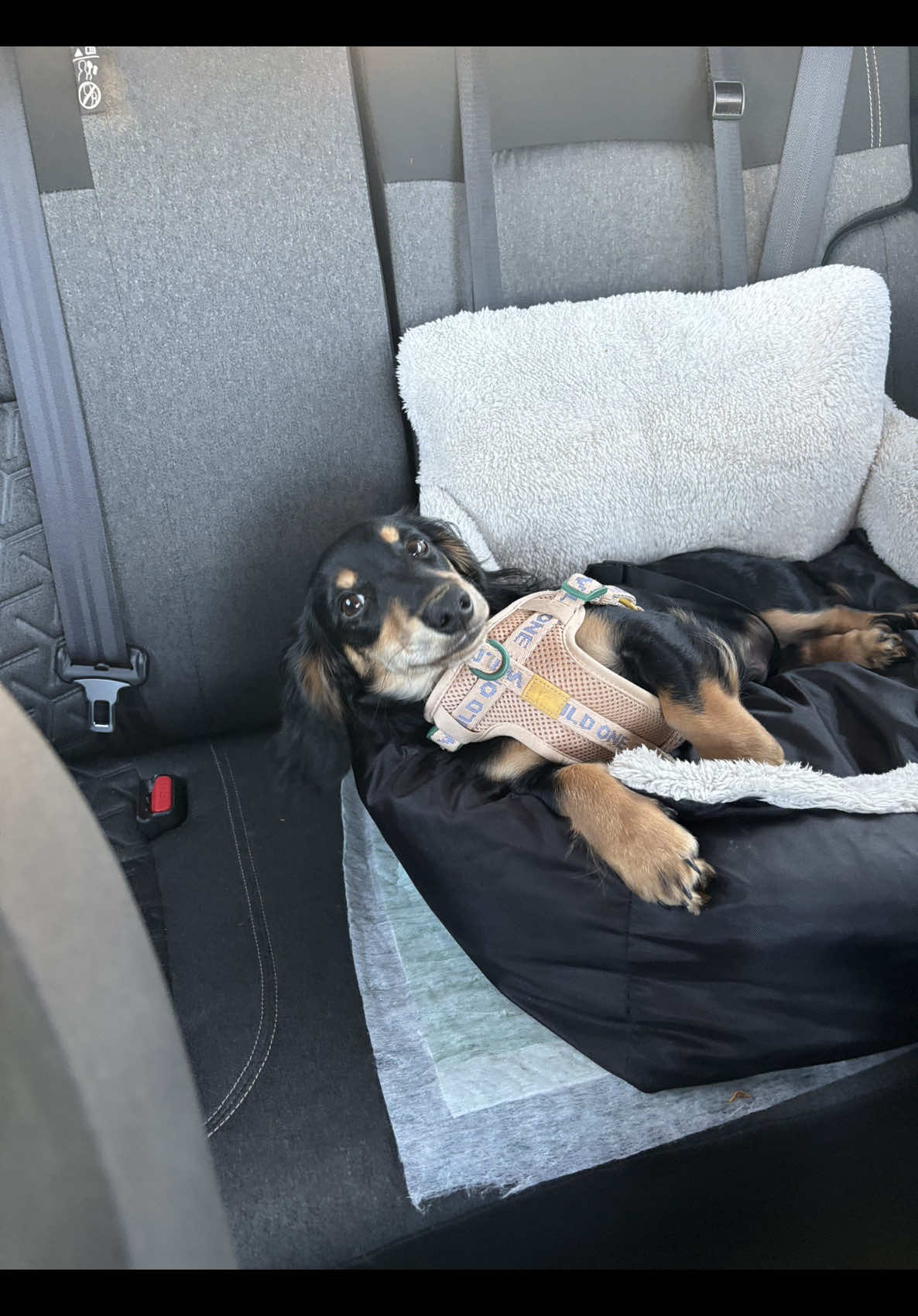 @Eppe | Mini Dachshund