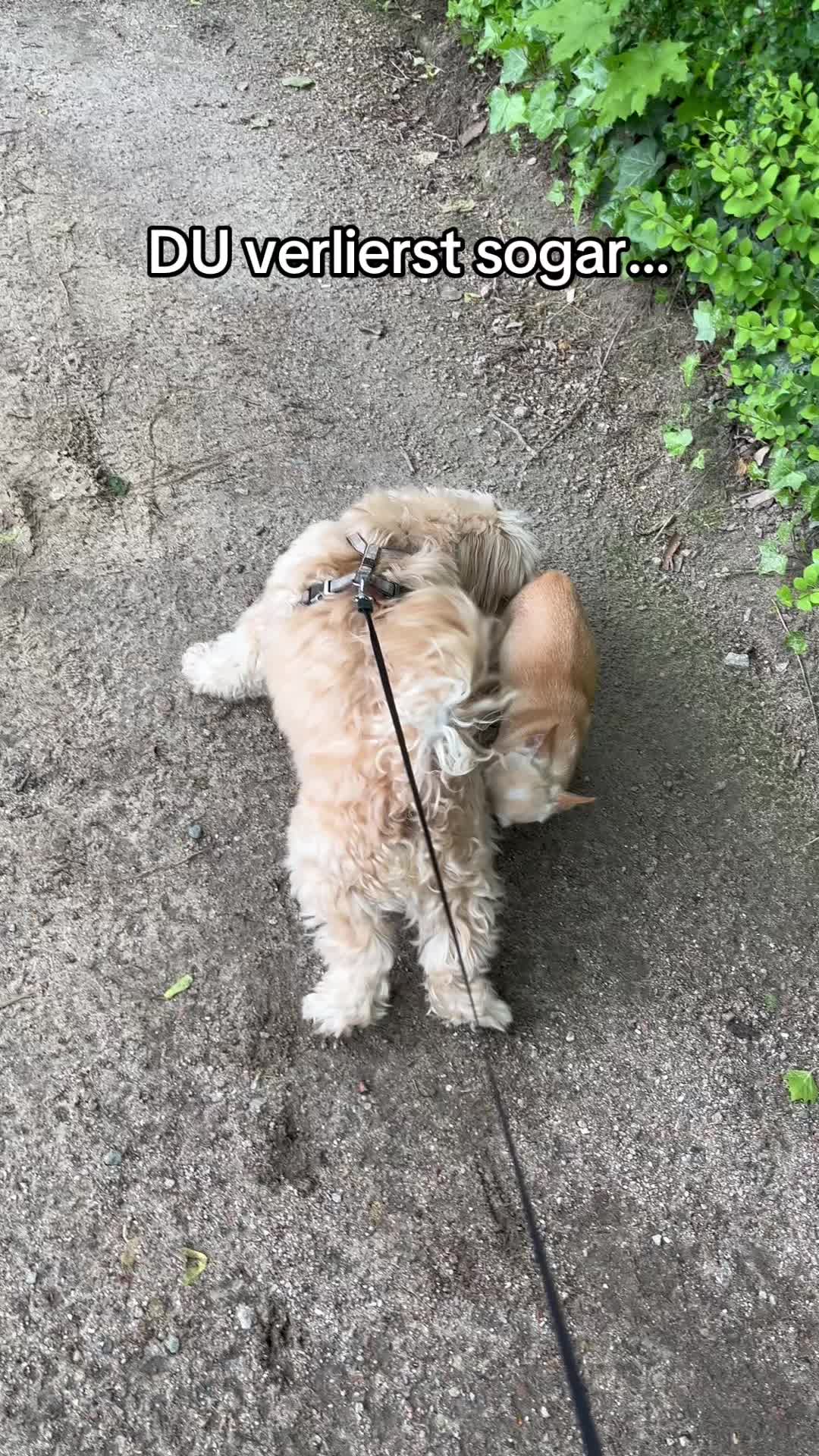 @DogMilow
