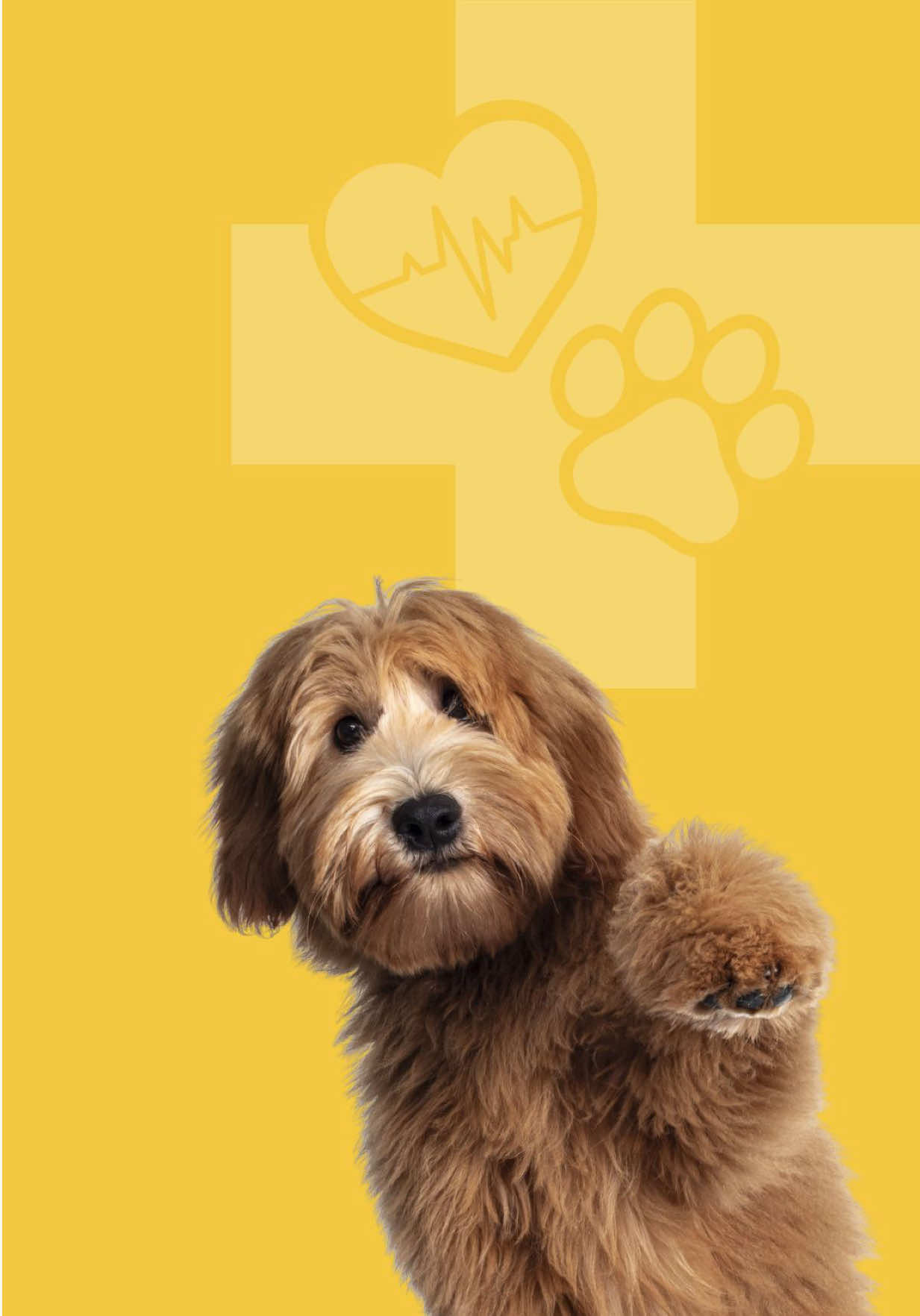 @Affiliated Vet