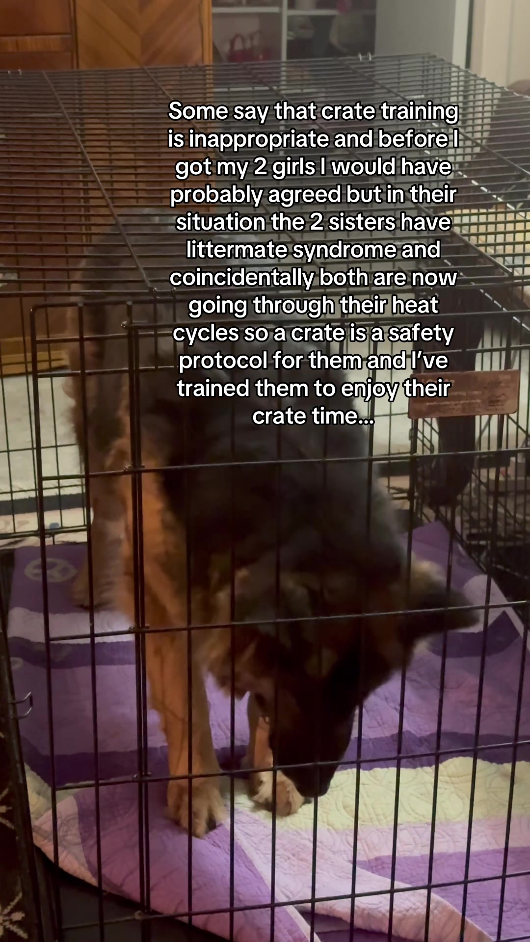 @ksdoggos