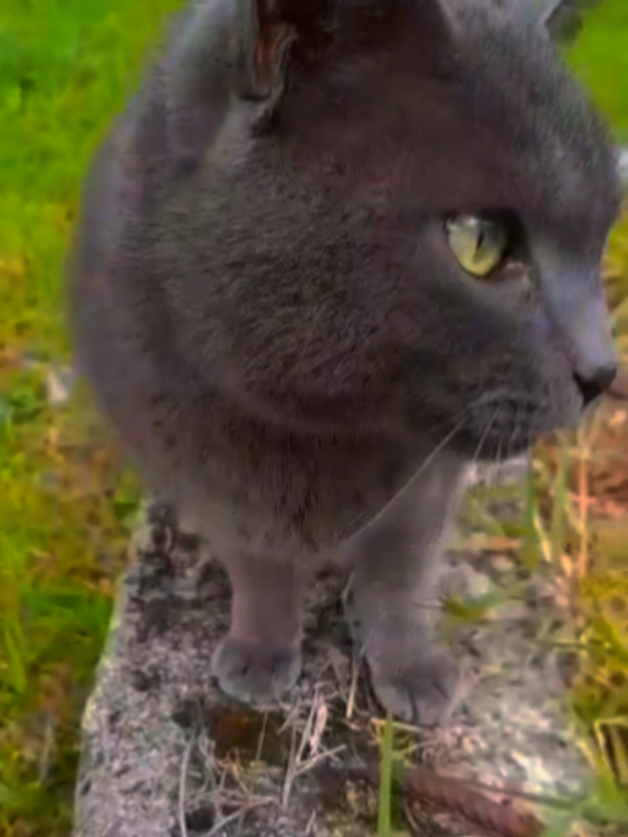@Valen🐈⬛🧵