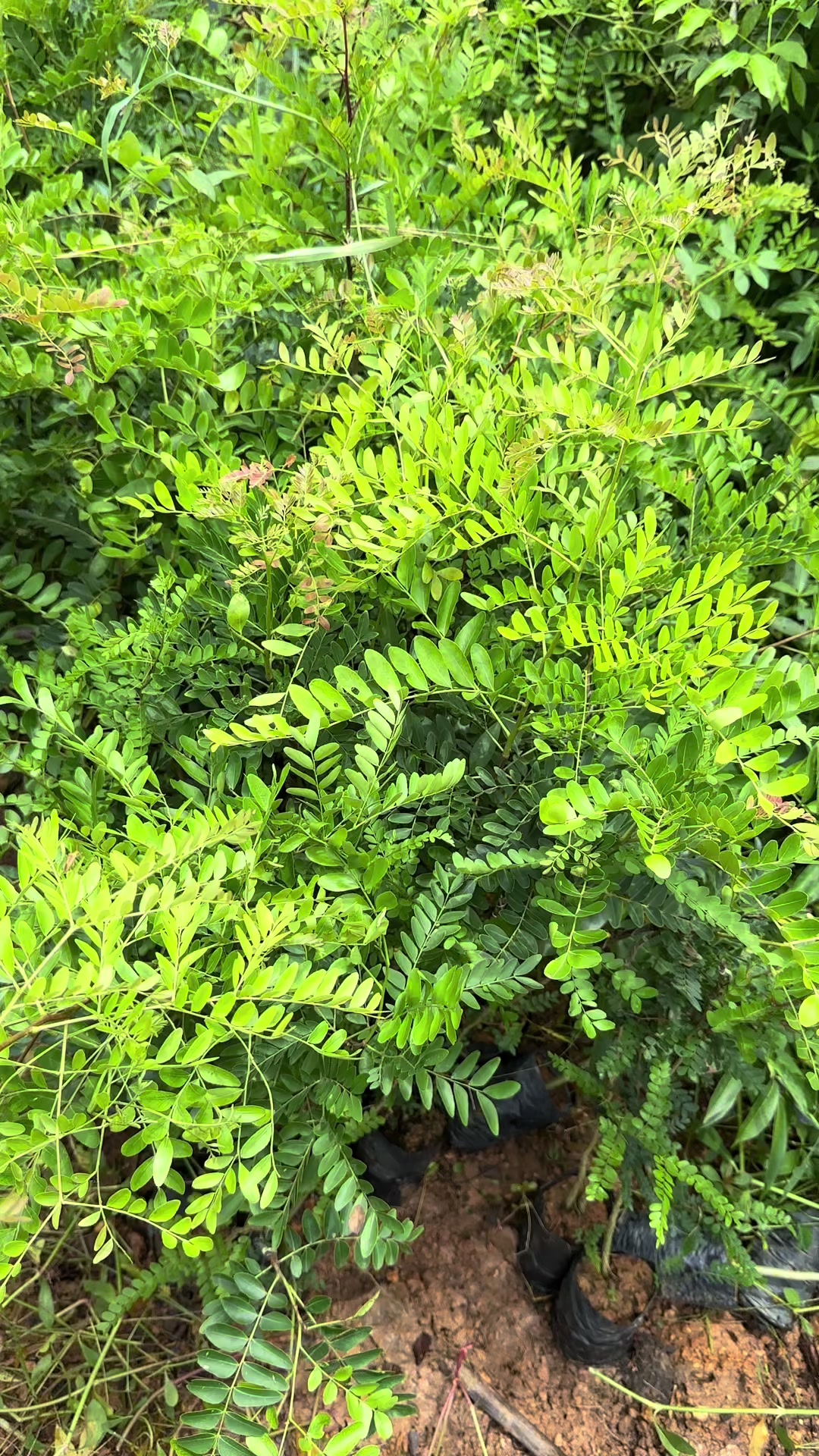 @Nhà Vườn Vũ Mai