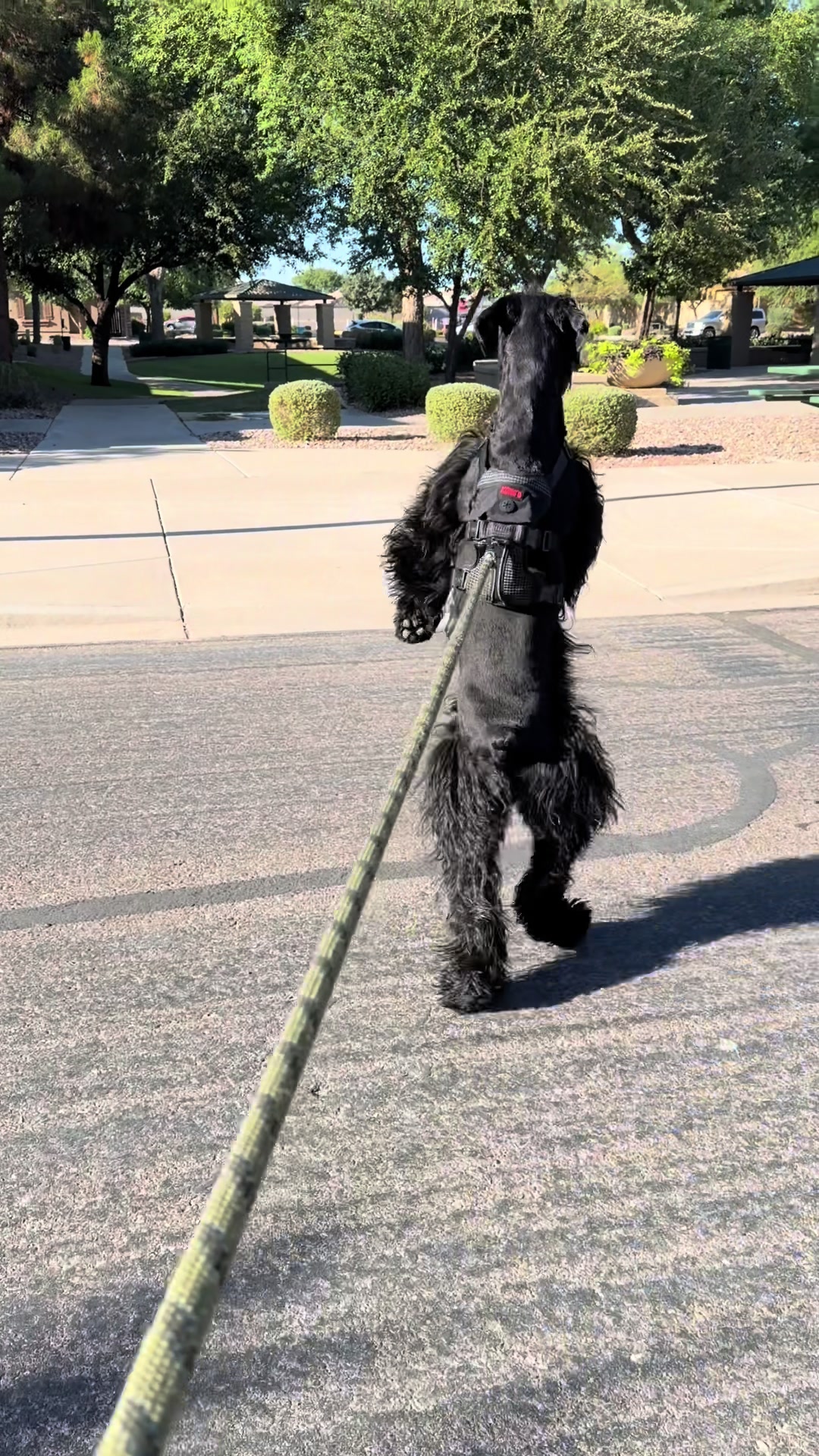 @Fiona Walks