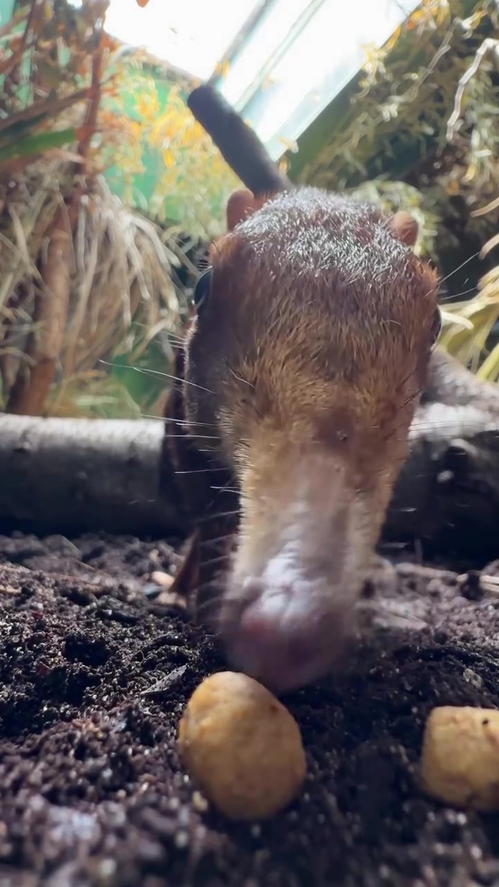 @Animal 🫶
