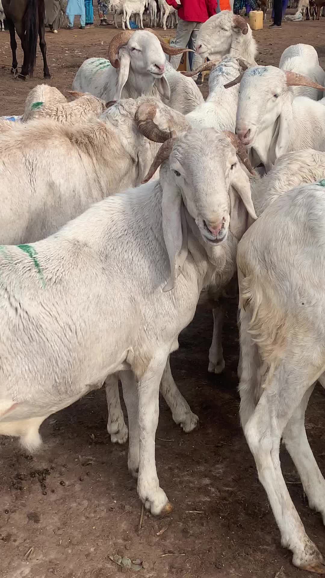 @Bergerie Soundiata Keita🐏🐑