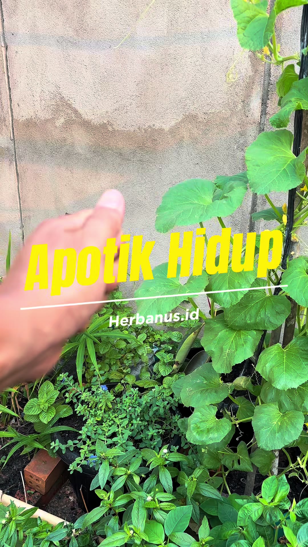 @de erstungkoro