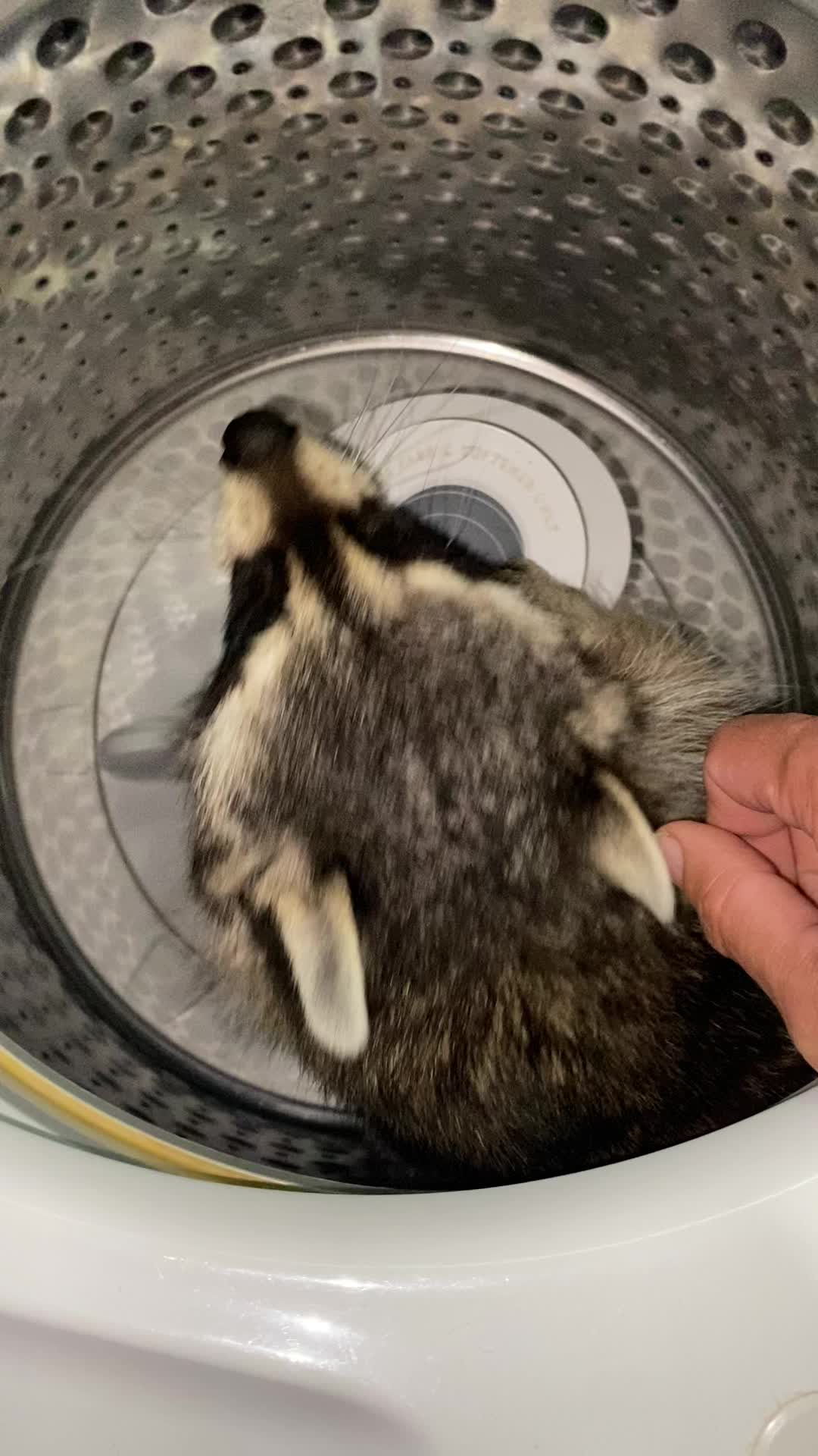 @Loki the raccoon