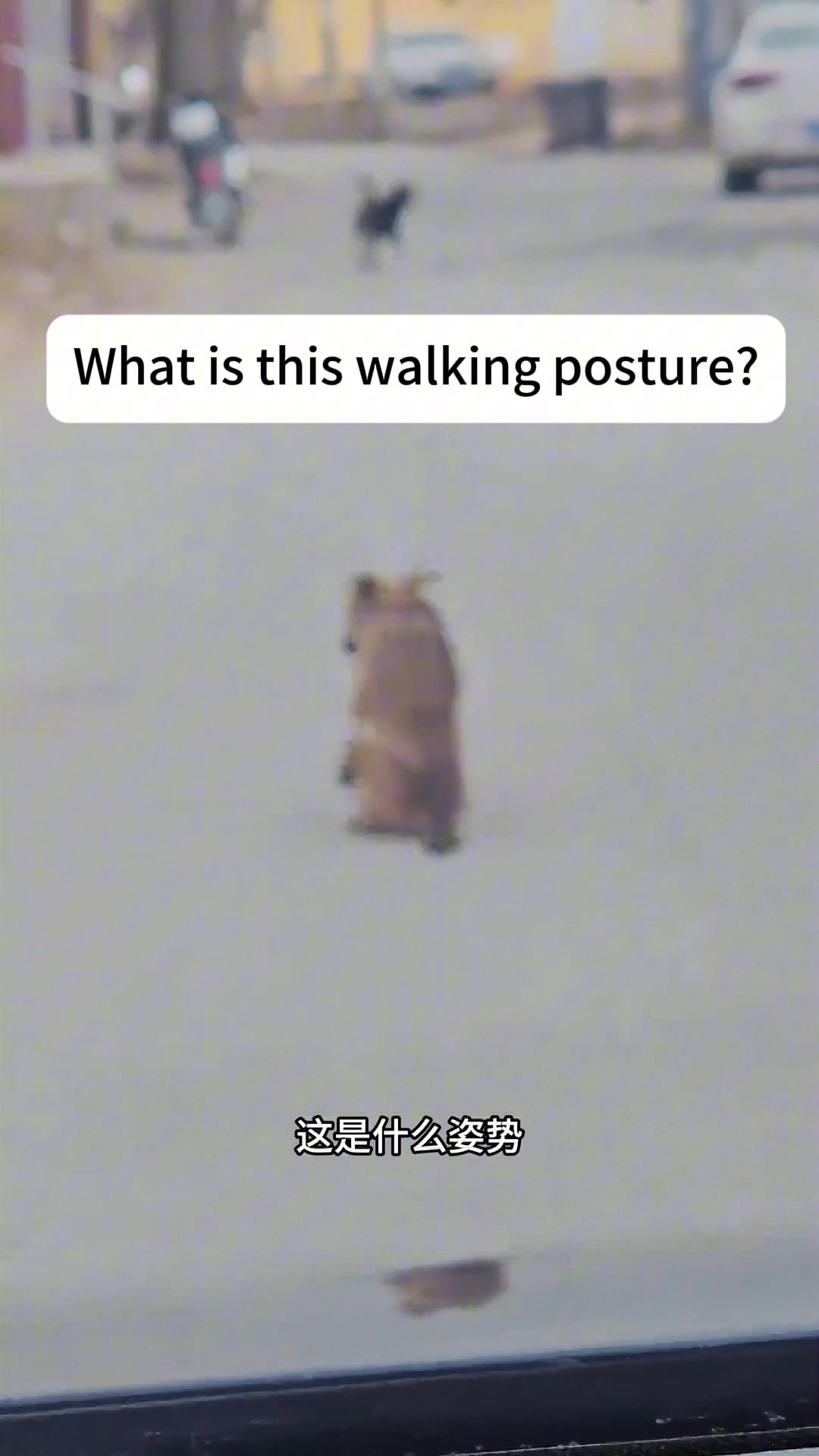 @cutepetfoodie