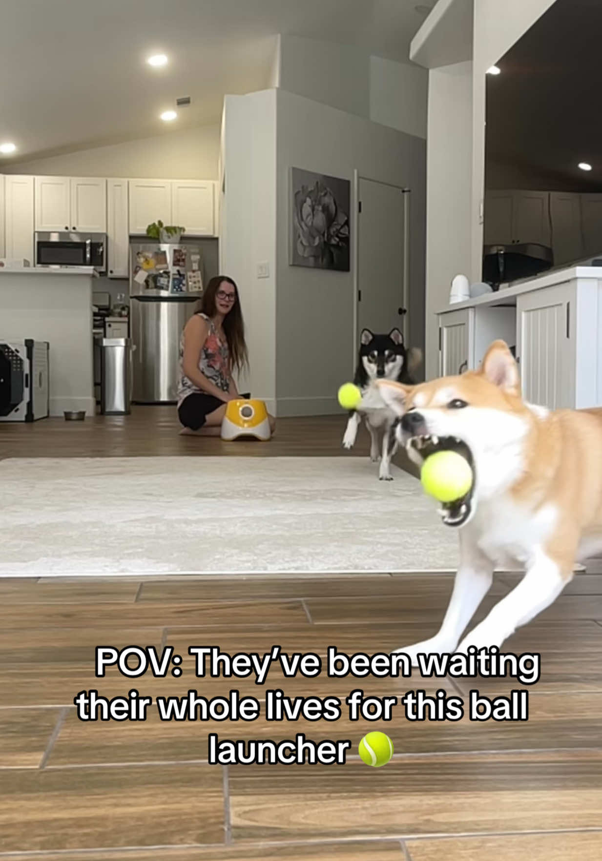 @Flock of Shibas 🐕🐕🐕