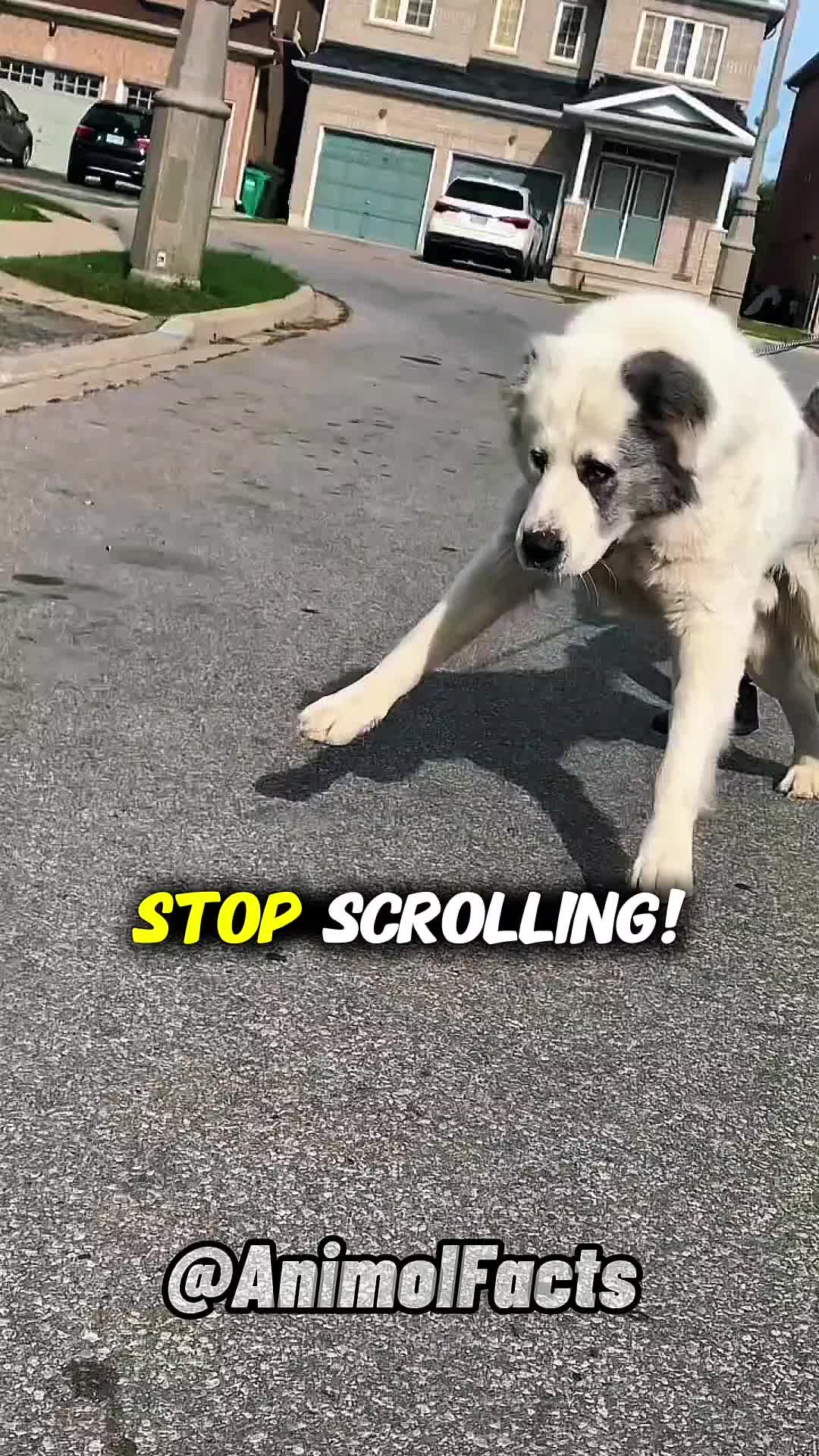 @animolfacts