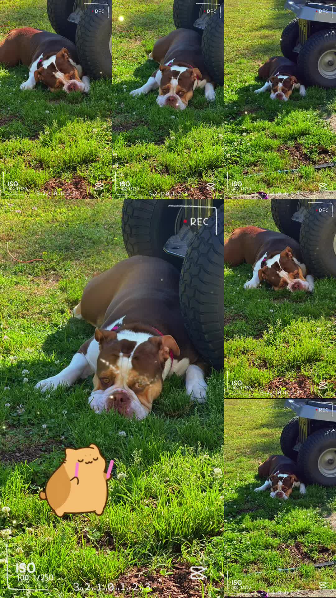 @Zora the bulldog