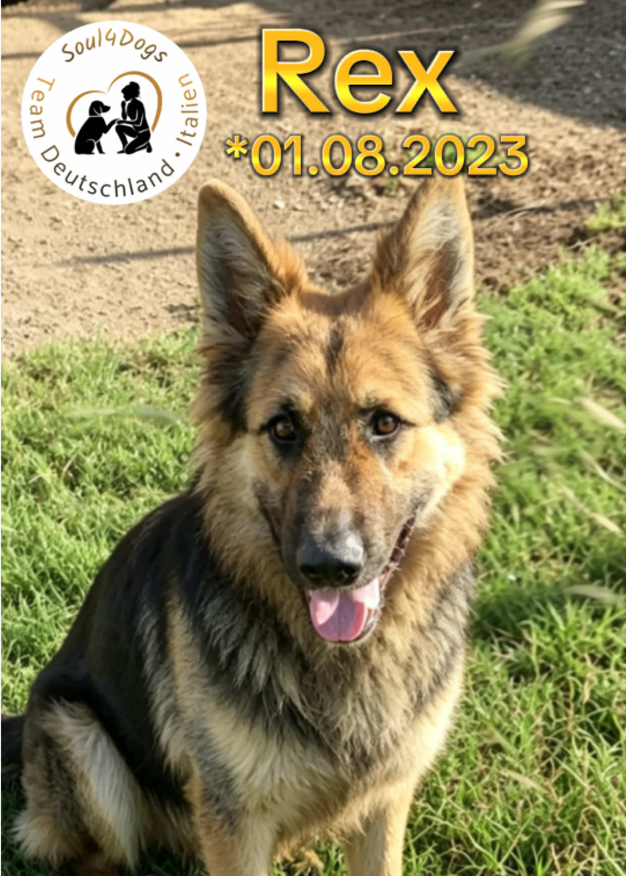 @soul4dogs