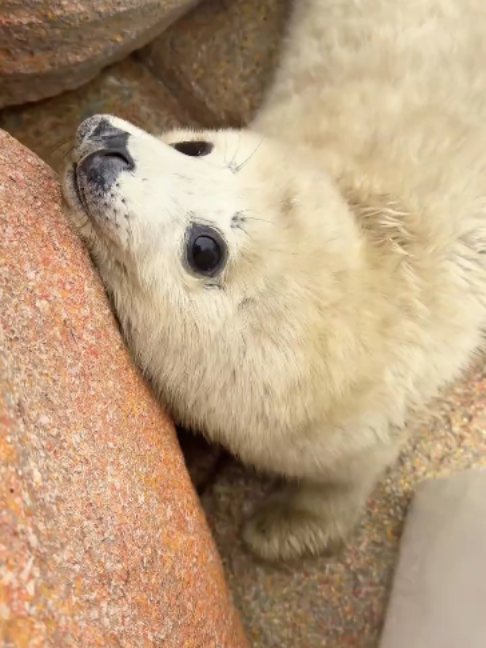 @Seal