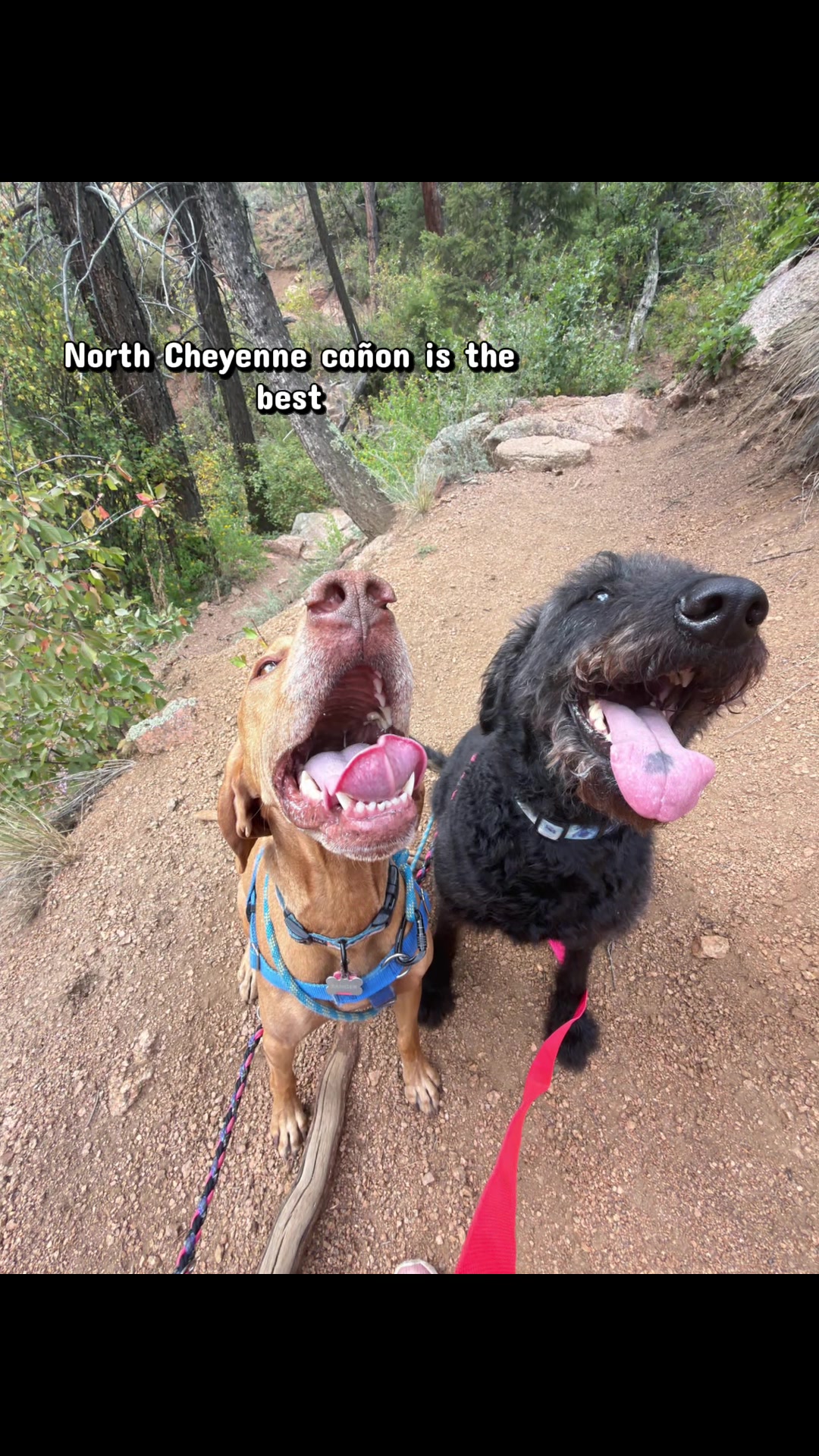@Colorado Springs Dog Walker