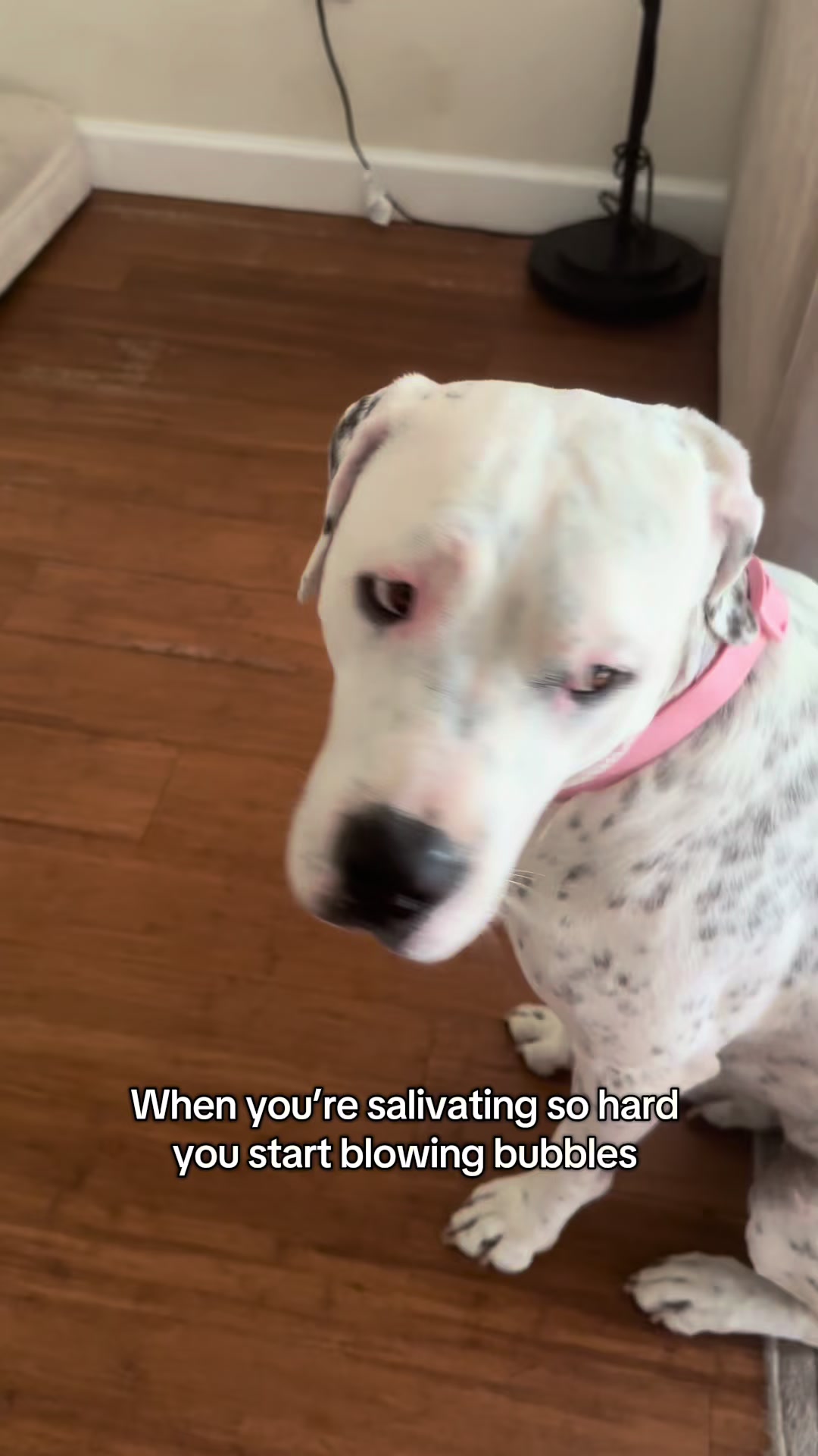 @lifewithstella