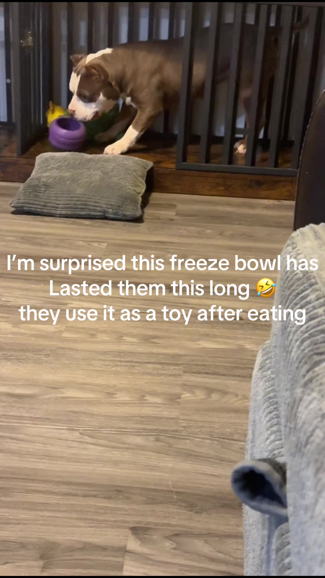 @Destructive dogs