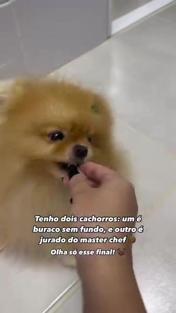 @dogsagaz