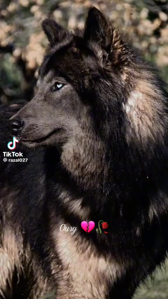 @♔✨ 𝕠𝕦𝕣𝕪 ✨♔ ︻╦̵̵̿╤─
