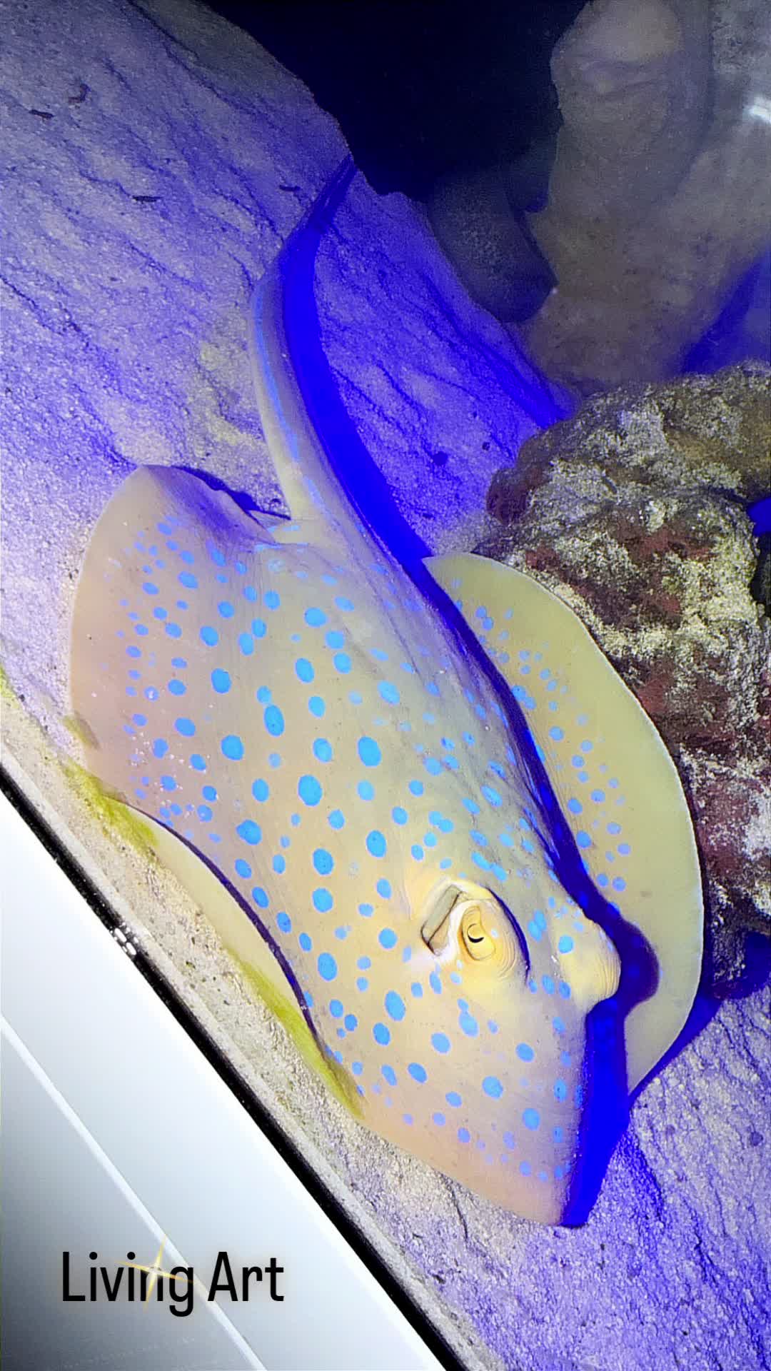 @OnlyFins