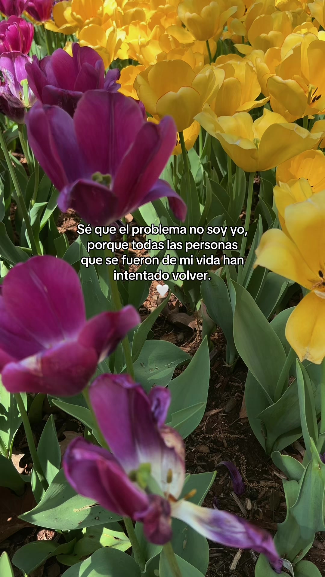 @hadadeletras