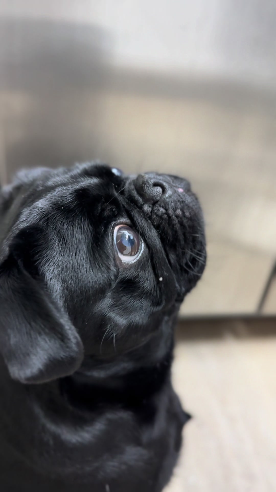 @Hershey The Pug