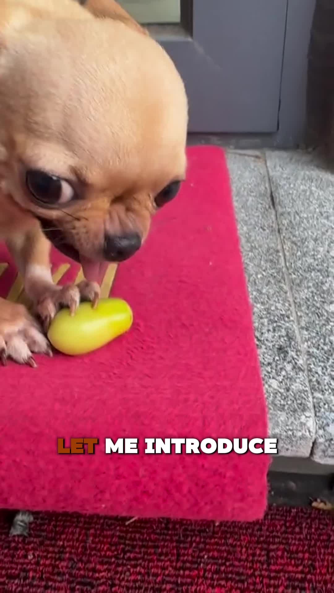 @PawblemsDaily