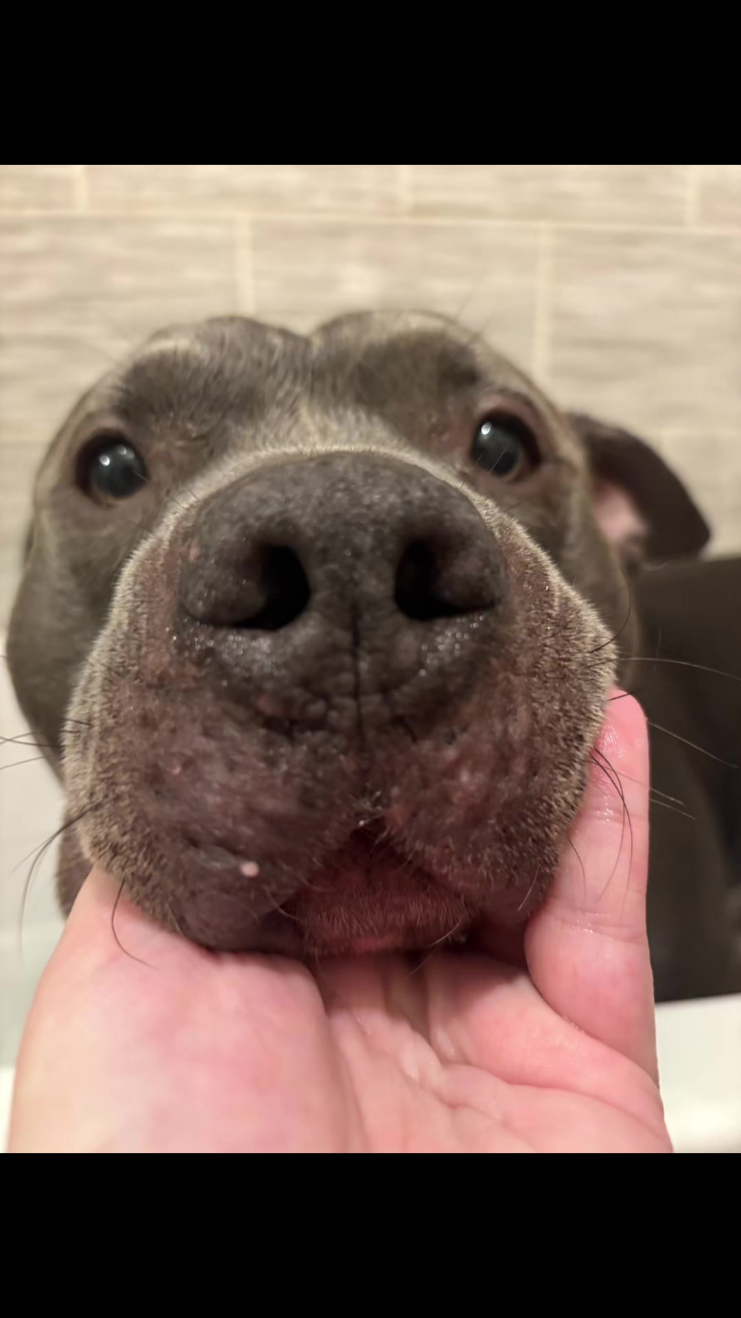 @Uk_dogs.