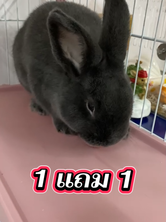 @Pet for Life