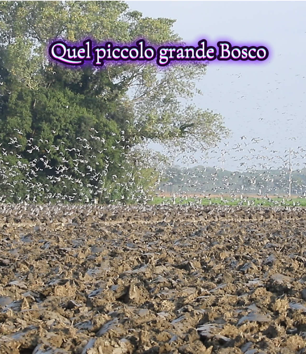 @Denis Bianchi
