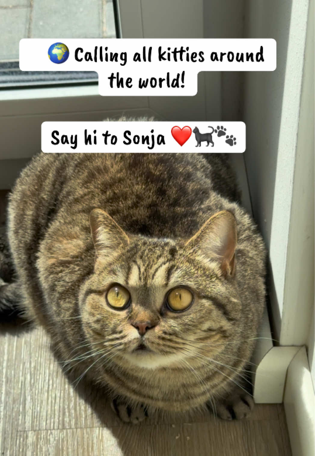 @Sonja_Kitty-Cat