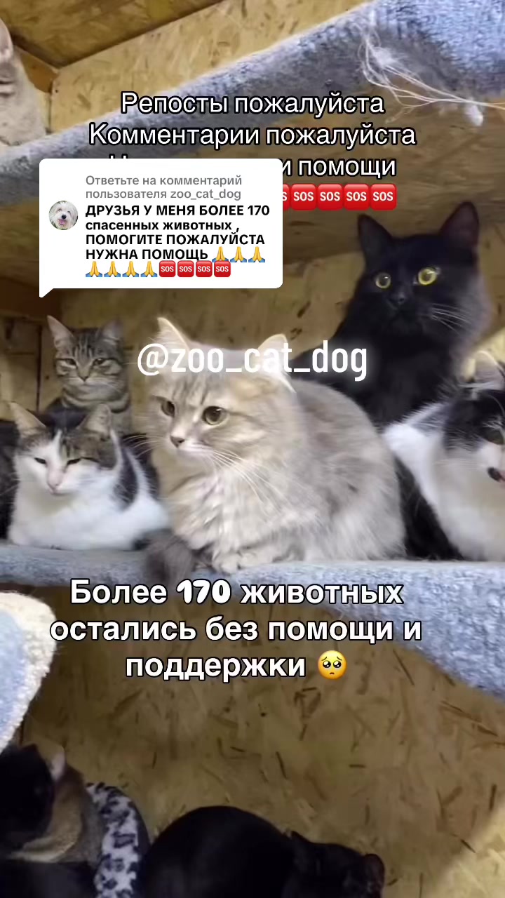 @zoo_cat_dog