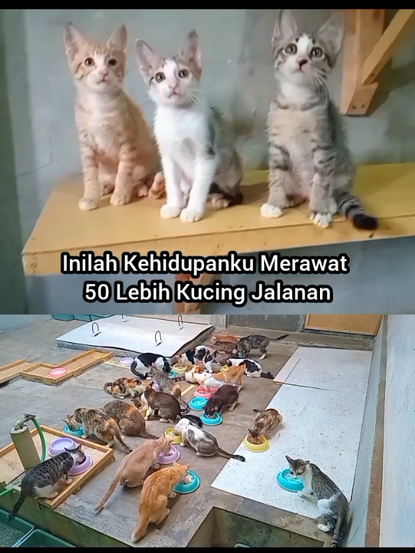 @Kucing Rumah Ronal