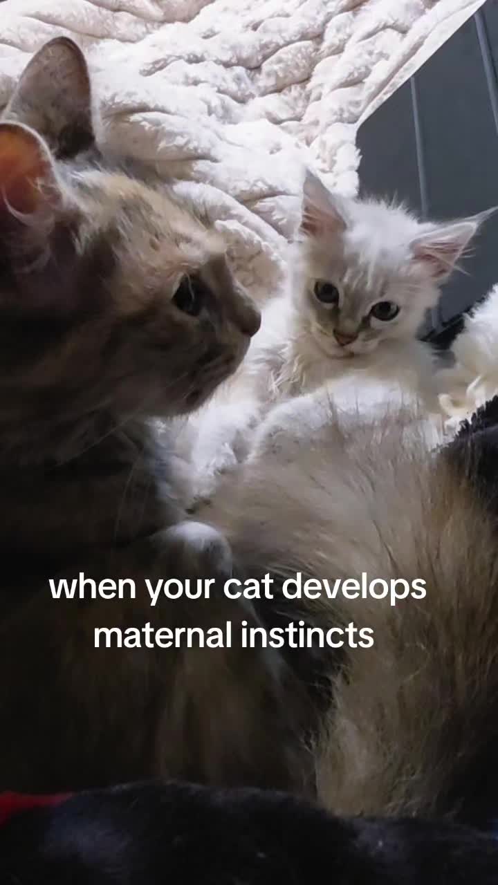 @landofdaddy