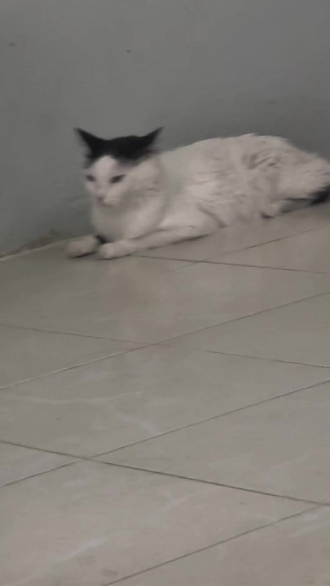 @Boinas 🐱