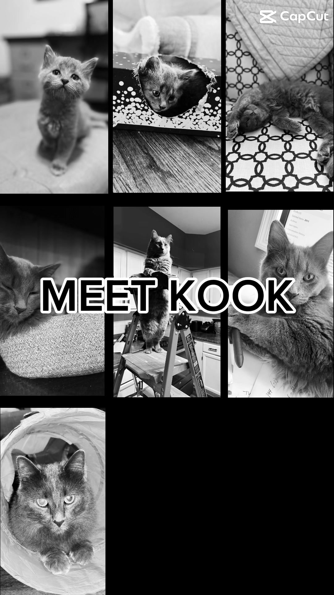 @three_meows_and_a_lady