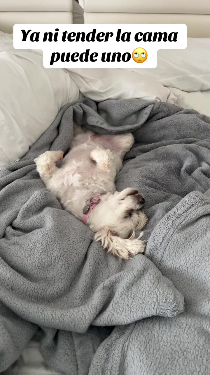 @AZUL🐶🥰