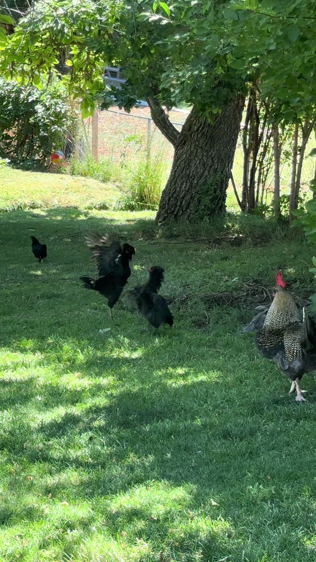 @HenStagram 📸🐔