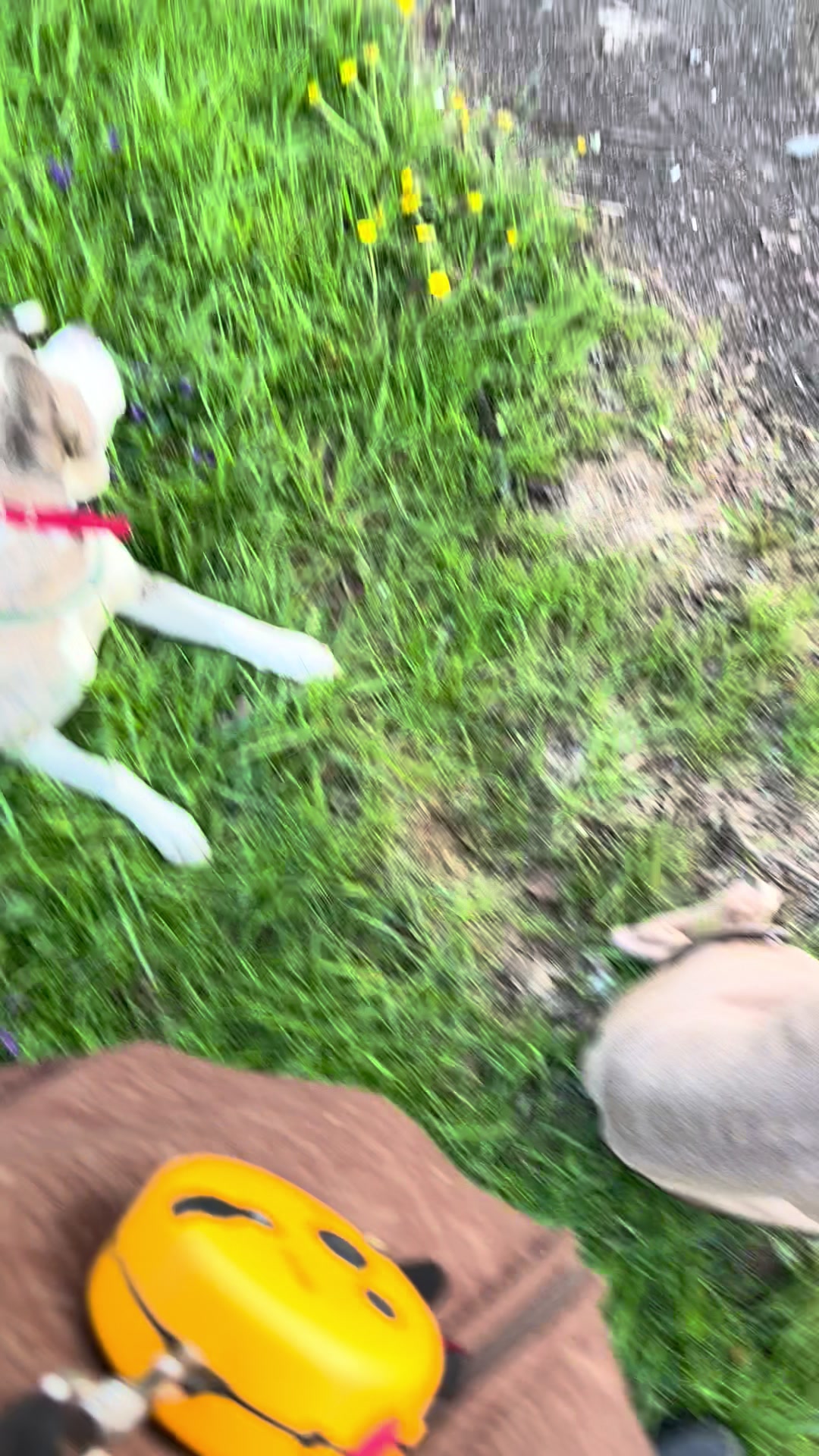 @Jay TheDog Trainer