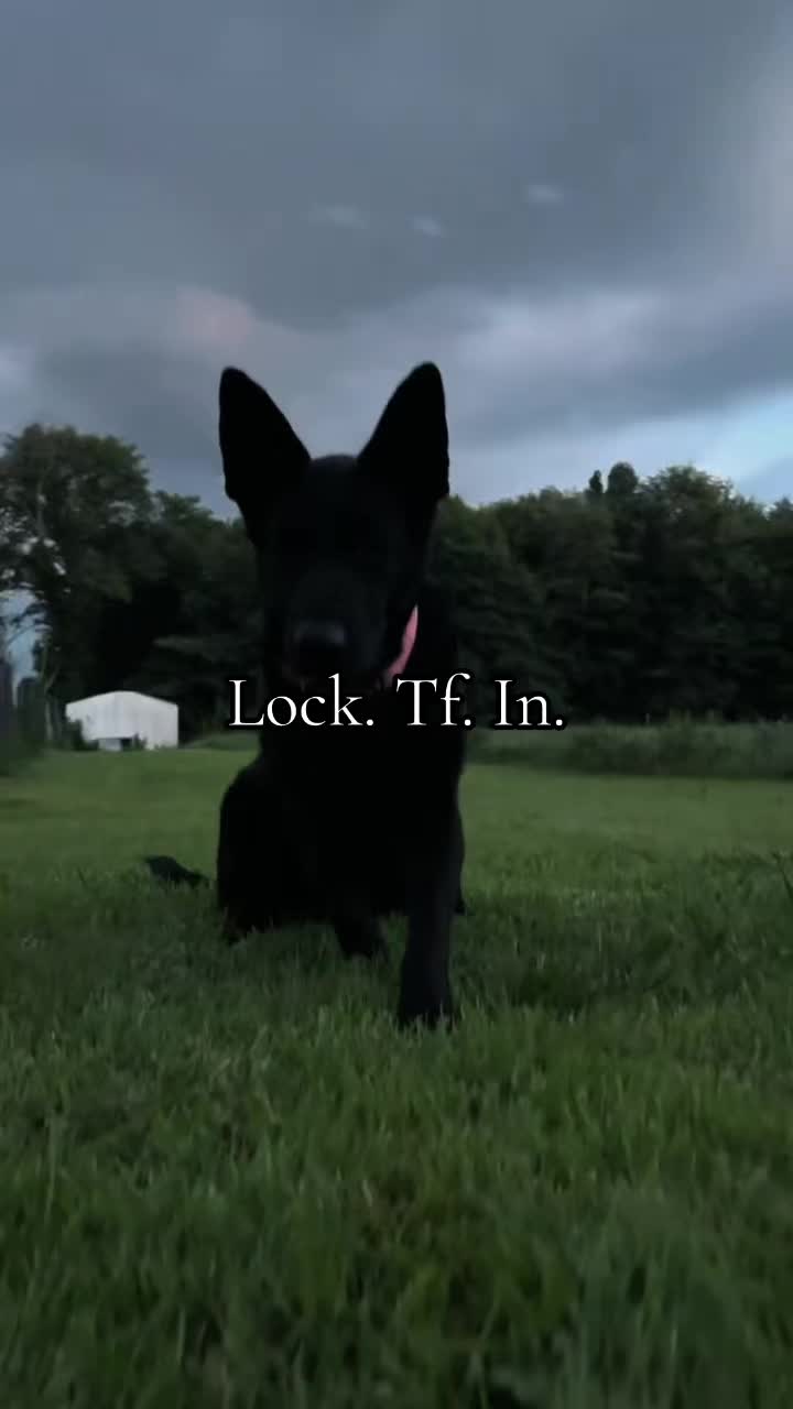 @🖤Kristin | Ironbound GSD🐾
