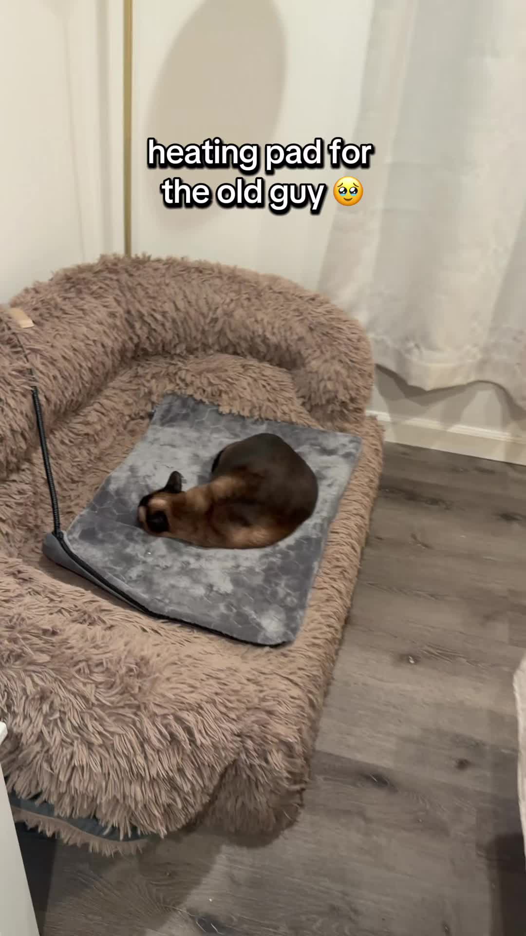 @lifewithgoldenshepherds