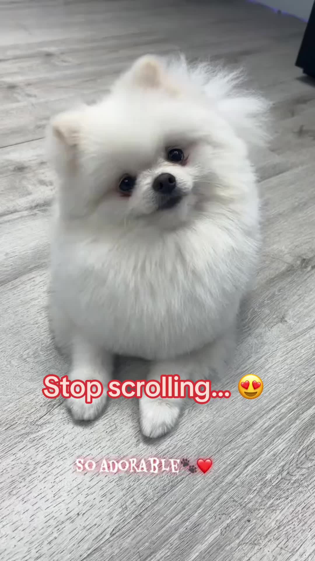 @Dog & Cat Planet