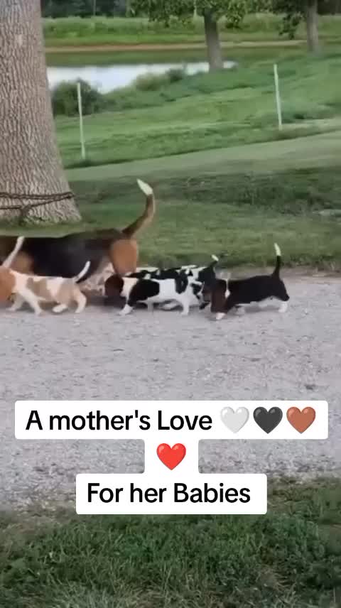 @Home Of All Basset Hound Pups