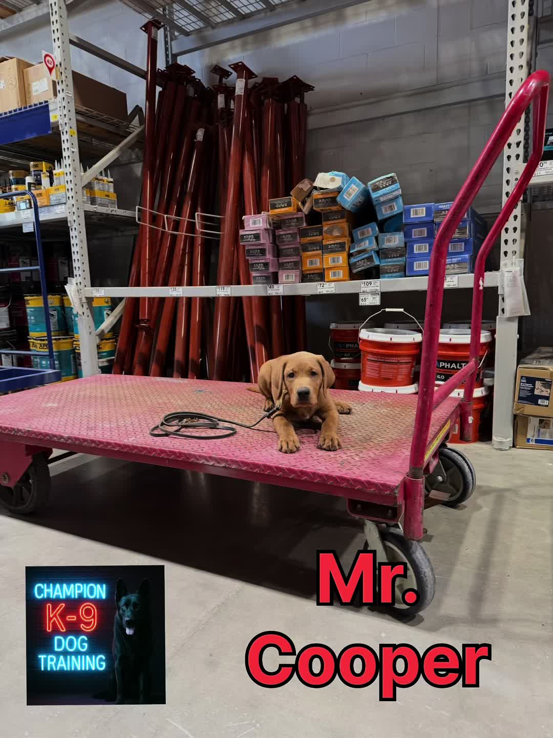 @ChampionK9DogTraining