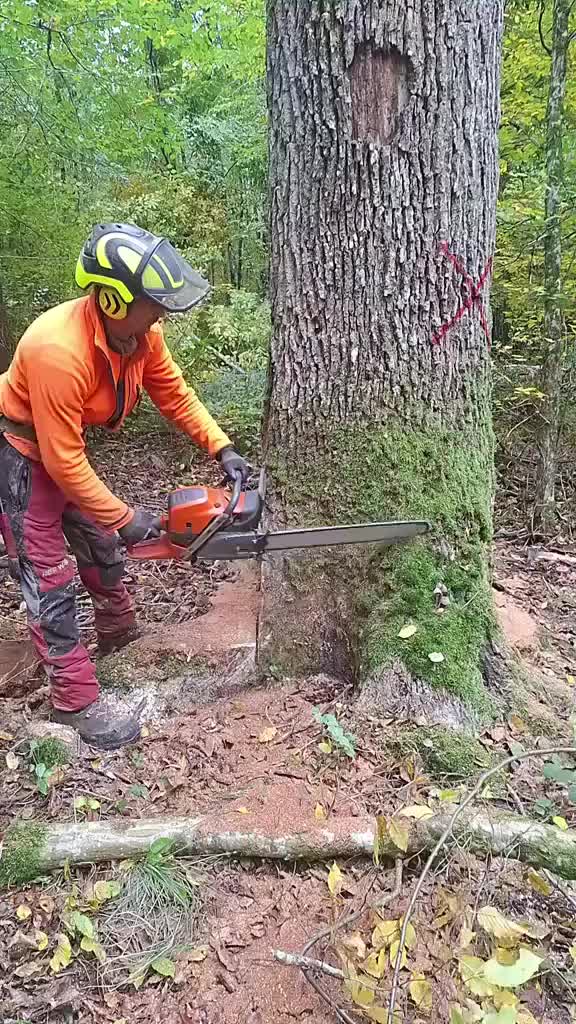 @Alex Tree Climber 👷 🇺🇸